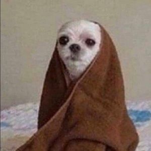 Meet your Posher, Ella